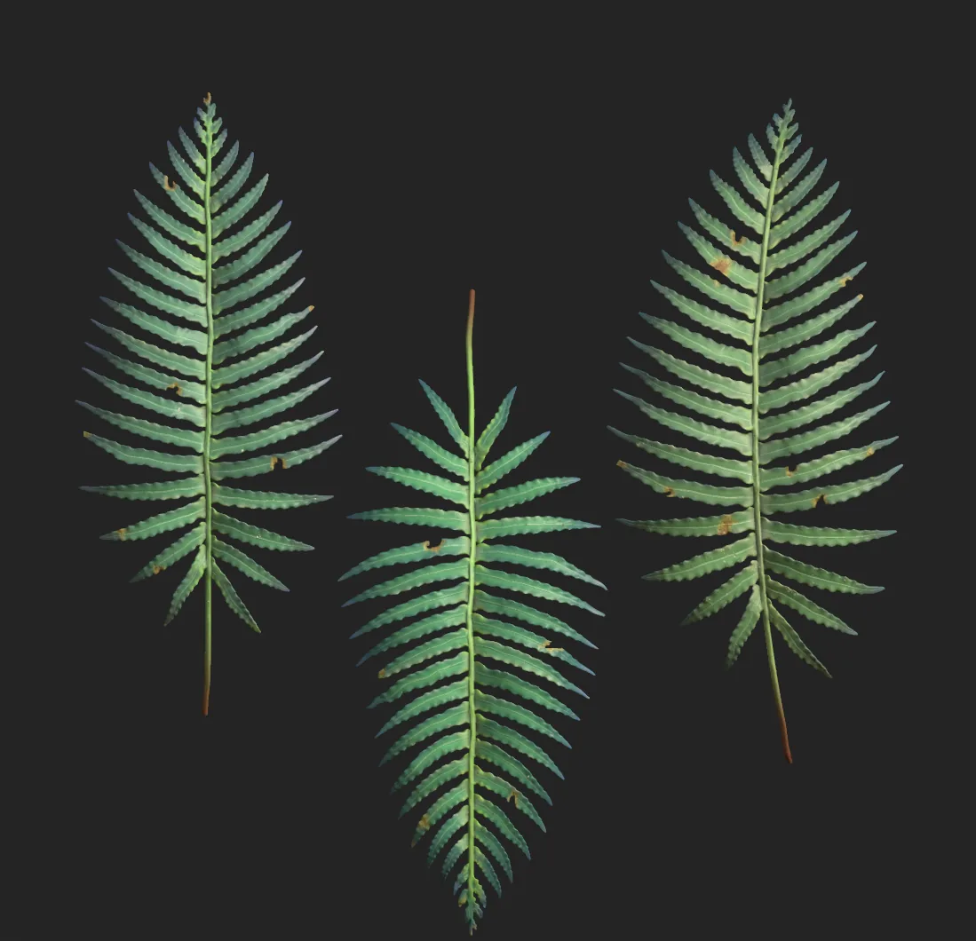 Vegetation Vignette
