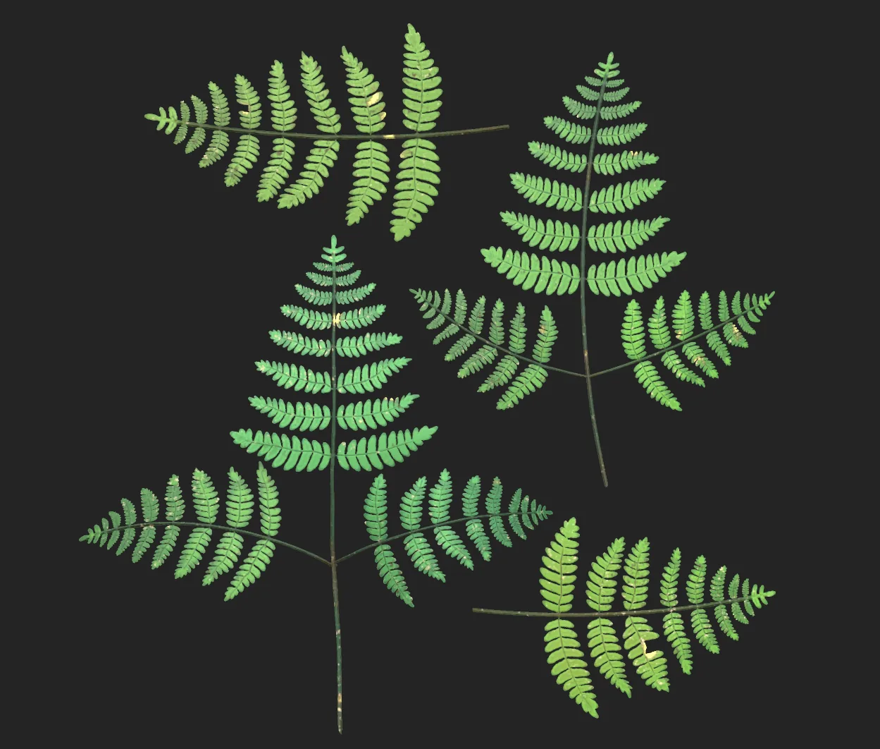 Vegetation Vignette